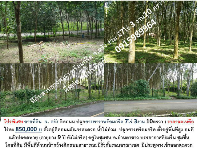 ขายสวนยางพร้อมกรีด-ตรัง ที่ดินสวนยางย่านตาขาว ลดราคาพิเศษ ไร่ละ850000บ ติดถนน-น้ำไม่ท่วม