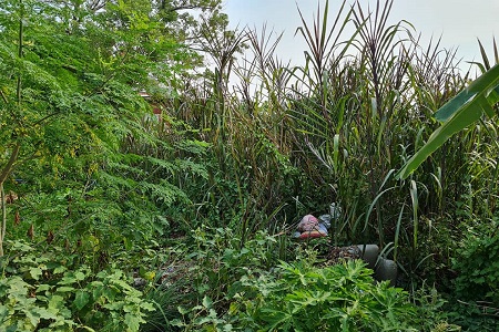 Land ที่ดิน บางจาก พระโขนง