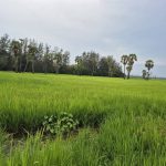ขายที่ดินเปล่า 32-1-56 ไร่ เมืองเพชรบุรี