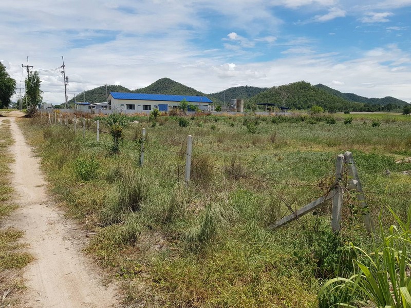 EHH ขายด่วน ที่ดิน เนินขาม ชัยนาท 1ไร่38ตรวา ถูกสุดๆ แค่115000บ