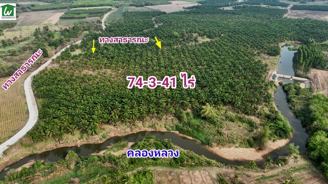 ขายที่ดินติดน้ำพร้อมสวนปาล์ม บ่อทอง ชลบุรี 74ไร่ ไร่ละ 750,000